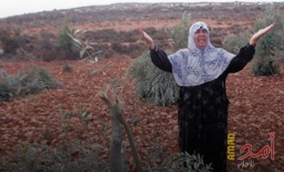 فرق الإرهاب الاستيطانية تهاجم مركبات وأملاك فلسطينية و